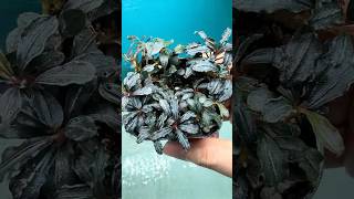 Bucephalandra Bangkok #bucephalandra