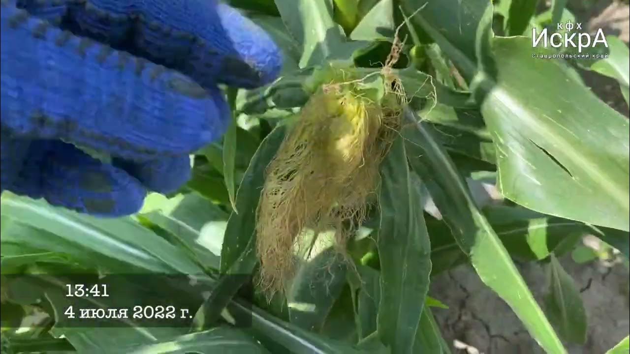 Сладкая Кукуруза Дентора HD 720p - YouTube