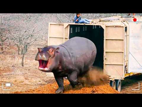 Watch These Animals Being Freed For The First Time