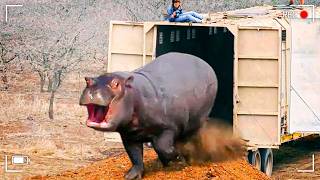 Watch These Animals Being Freed For The First Time