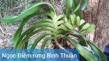 Một ngày đi săn Lan Ngọc Điểm rừng Bình Thuận hàng khủng _ Trâu rừng lá sọc