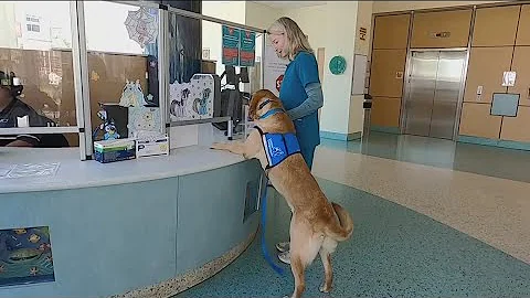 How Rady Children's trains its resident canine therapy dogs to become medical team members