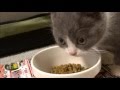 初めてのご飯　ロイヤルカナンベビーケア猫 ｜ ブリティッシュショートヘア 猫の小鉄