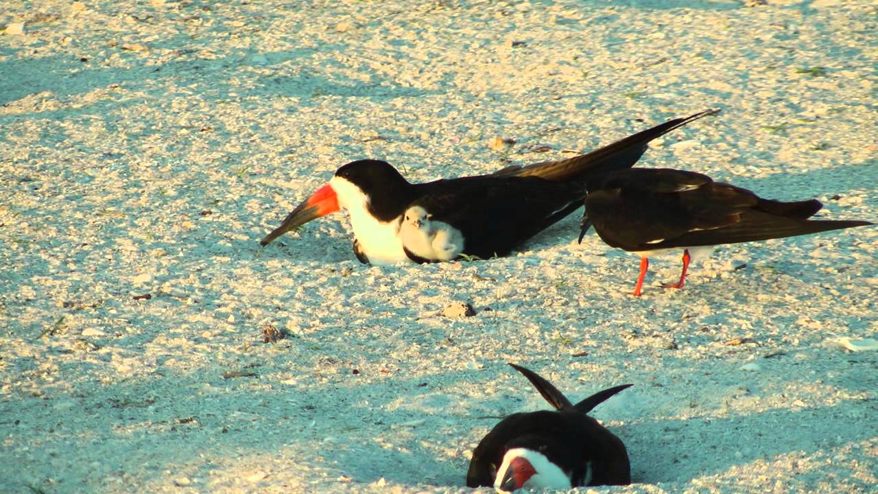 Black skimmer feeding chick. YouTube
