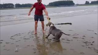 Swimming day with my Bully type pitbulls Tyson and Panthera