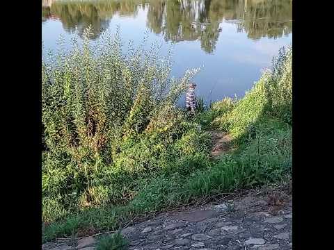 Видео: Риболов в района на Гродно: преглед на водните обекти