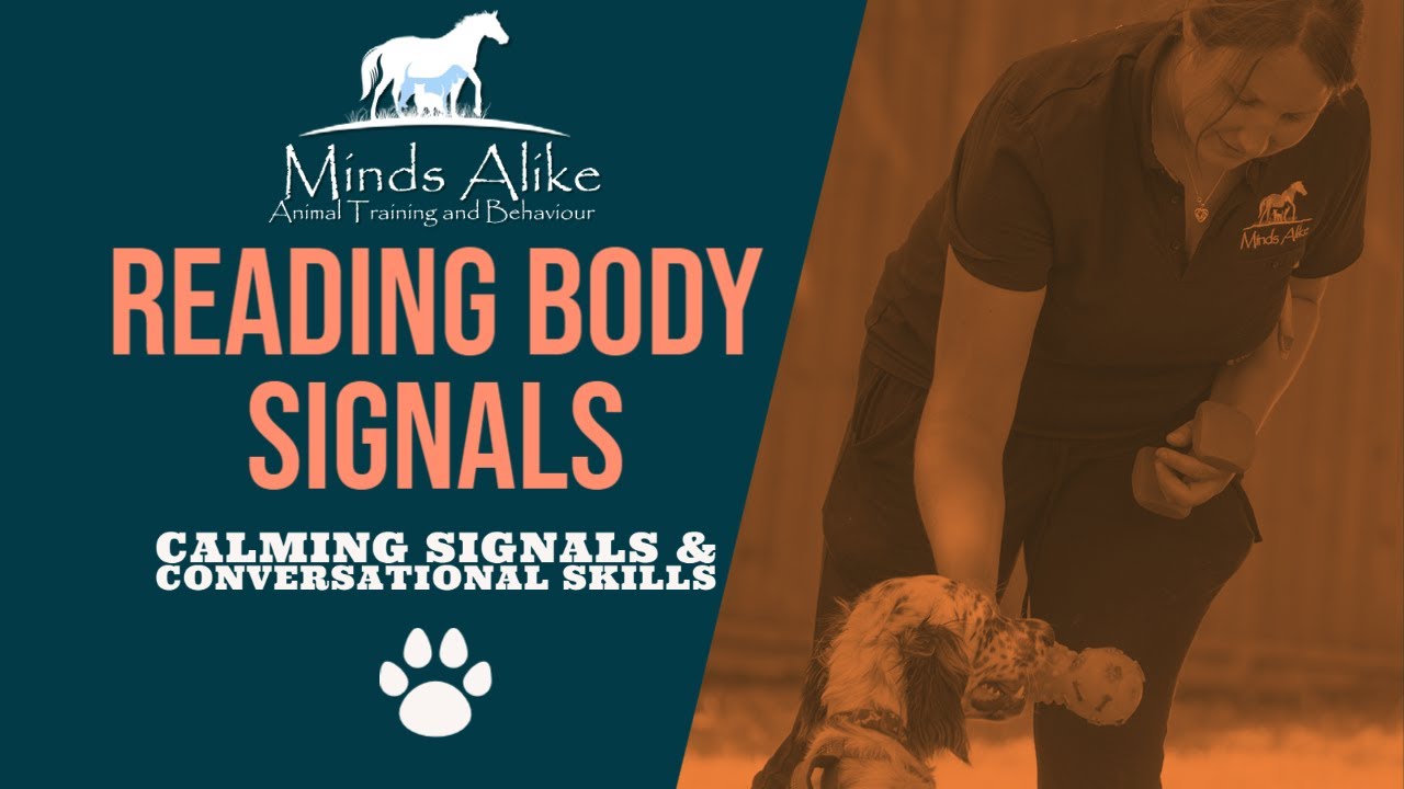 Reading Dog Body Language, Calming Signals & Conversational Skills