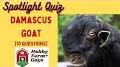 Video for Damascus goat video