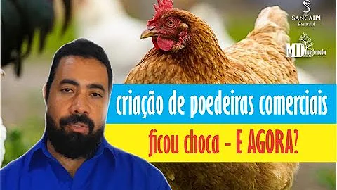 GALINHA POEDEIRA EST CHOCA | como identificar e o ...