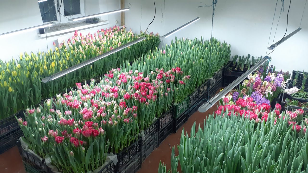 Вигонка тюльпанів на 8 березня, стан квітіння, починаю зрізку на зберігання.