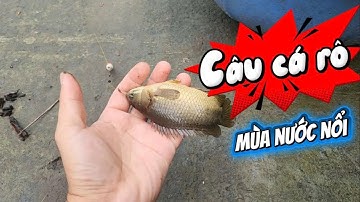 Câu Cá Rô Mùa Nước Nổi #thailefishing #fishing #caucathugian #caucatunhien