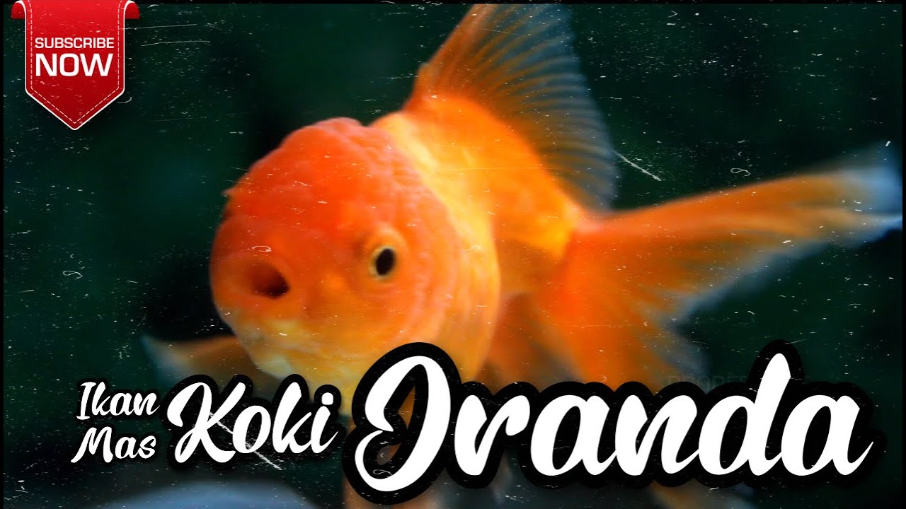 IKAN KOKI ORANDA YouTube