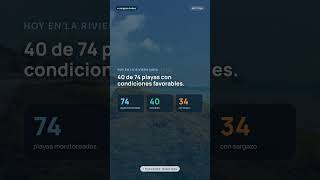 Sargazo Hoy en Cancún | Estado de las Playas