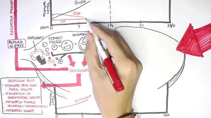 Female Reproductive System - Menstrual Cycle, Hormones and Regulation