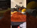Dachshund Morning Struggles: Blanket Mode ON 🛋️