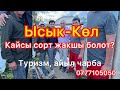 Ысык-Көл, кайсы сорт жакшы болот?