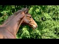 BALOU DU REVENTON X RAIA D HELBY BALOU DU REVENTON X RAIA D HELBY