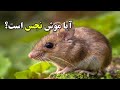 آیا موش نجس است