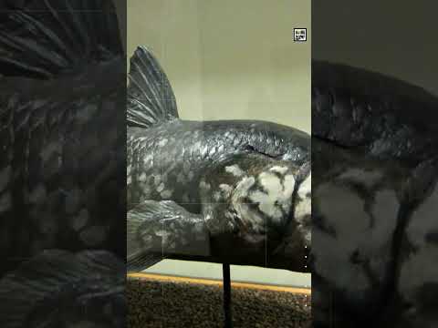 Quick Coelacanth Facts - The Half Billion-Year-Old Fish - Animal a Day C Week #shorts