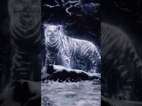 Arte Museum in Gangneung - 아르떼 뮤지엄 강릉 2022년 호랑이해