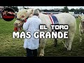 EL TORO MAS GRANDE DEL MUNDO – Los toros mas grandes del mundo – Toros Gigantes