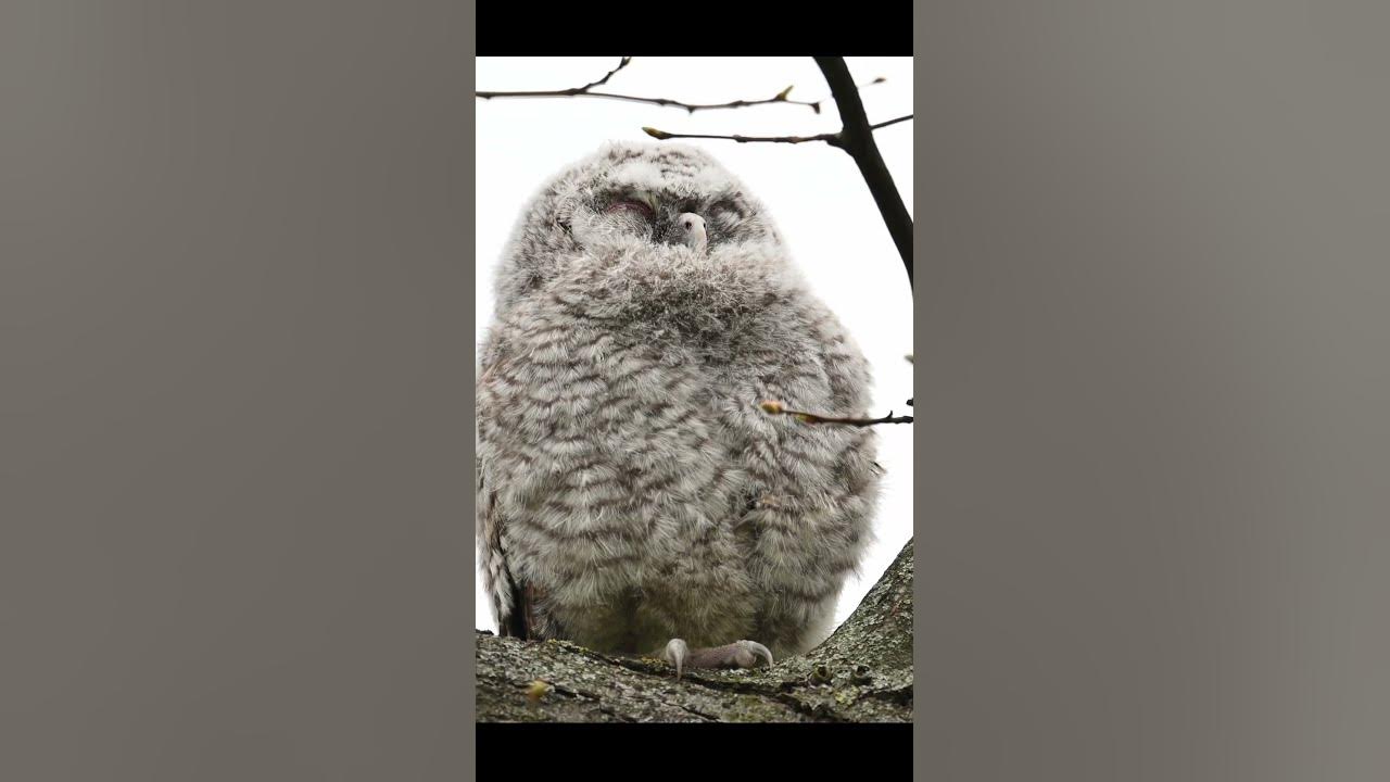 Дуже миле совеня сопе, сова сіра ️🇺🇦 #природа #birds #птахи - YouTube