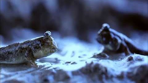 PIXMA Pro Training Video