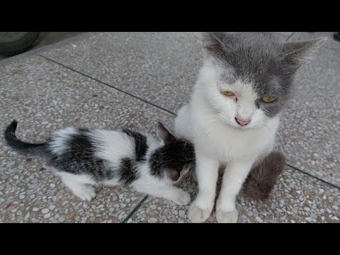 Kitten Is Forcing Mom Cat For Milk But She's Ignoring Everyone