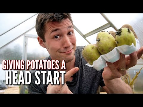 Video: Did You Manage To Sprout Potatoes Before Planting?