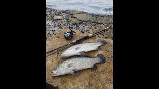 I love fishing barramundi in ubin island