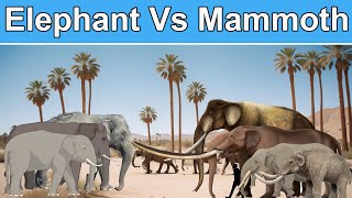 Elephant Vs Mammoth species size comparison in 2024 | Elephant vs Mammoth: Size Showdown 2024! 🐘