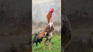 Ayam Shamo LINE BFS!!! di KONSUMEN