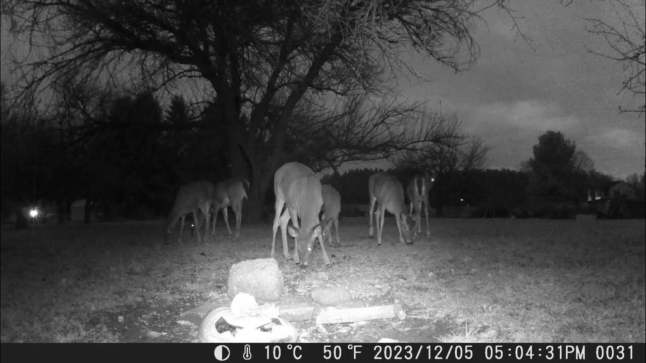 Wildlife footage showing so many deer in front of the trail cam. Whole herd out for food night