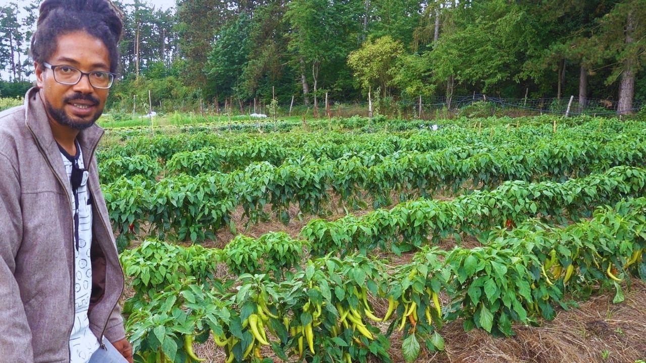 Una huerta comercial con mucha calidad. AUSTRIA