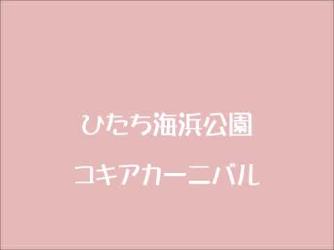 ひたち海浜公園コキアカーニバル Youtube
