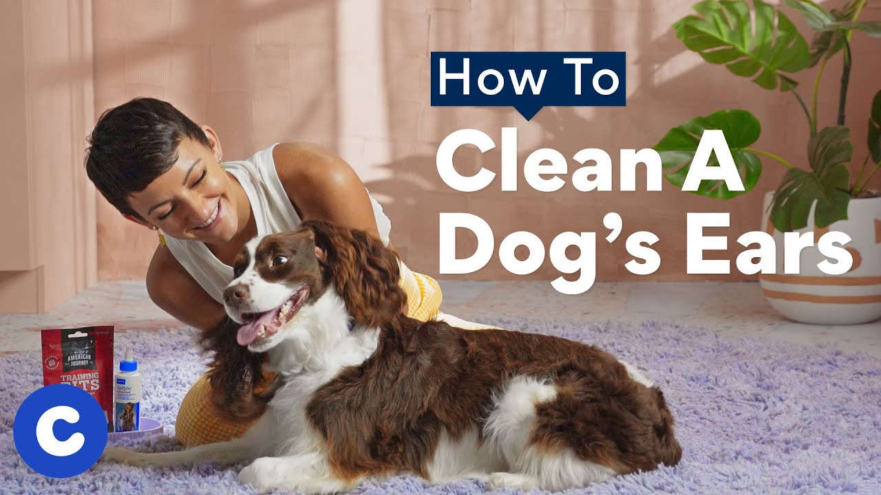 what is the best way to wash a dog