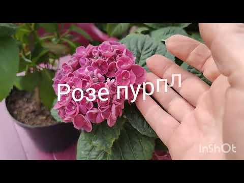 Моя колекція крупнолистної