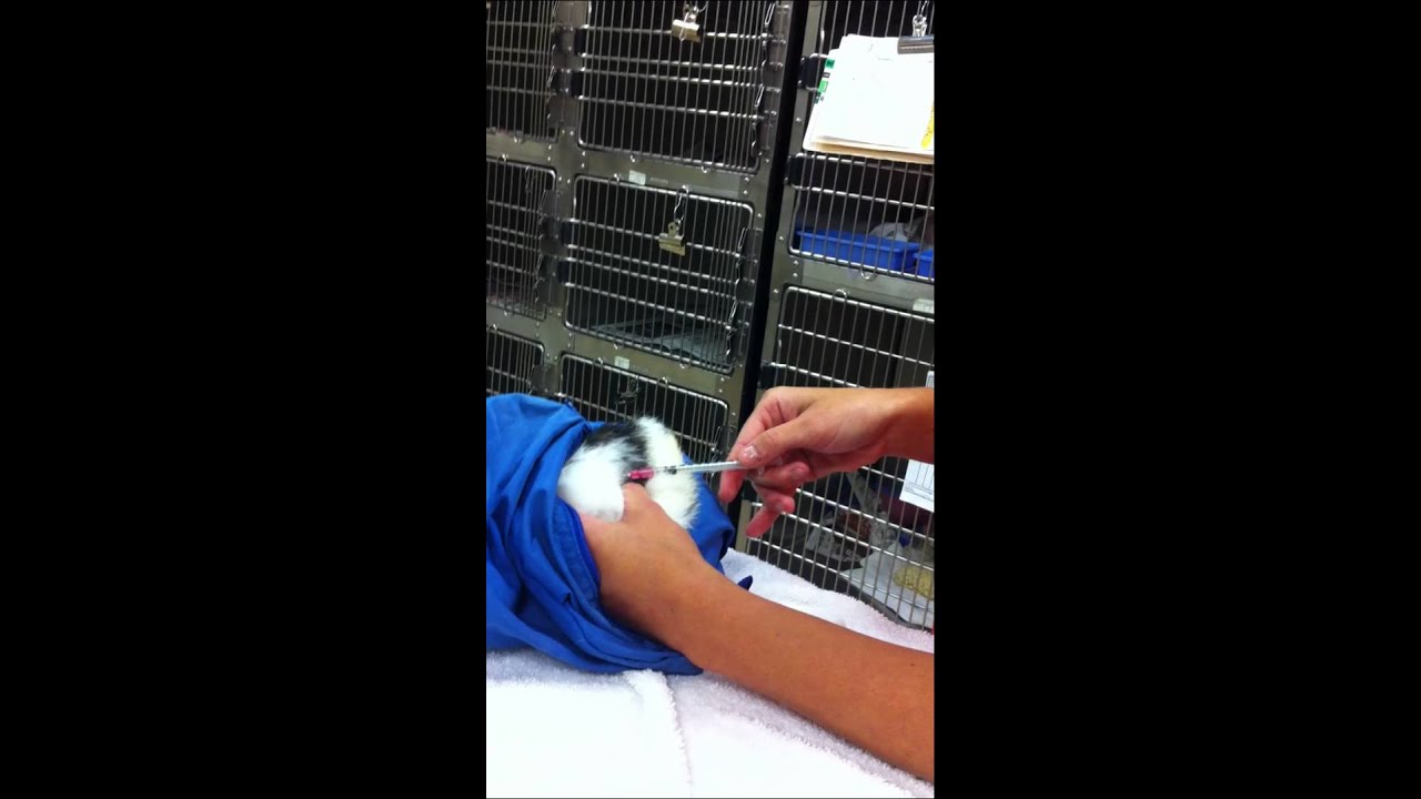 Giving a rabbit an IM injection YouTube