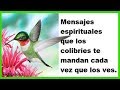 ¿Ves Muy Seguido Colibríes? Estos Son Los Mensajes Espirituales Que Están Tratando De Decirte RC 206