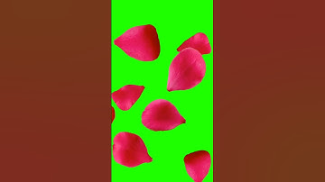 Rose falling | Green Screen | Download link in the description | Watch Tech #shorts