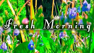 FRESH MORNING AMBIENCE  Begin your Day with the Positive Energy of Healing SPRING Sounds#1