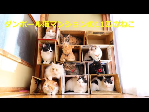 ダンボール猫マンションの11匹のねこ Box and cat 220319