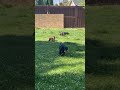 Playing with Mario, Link and the Doxie Squad  #doxiesquad #puppy #barkbox #dachshund