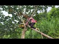 Picking Jackfruit To Raise Her Child A Single Mother Never Gives Up Ly Ly Ly Picking Jackfruit To Raise Her Child A Single Mother Never Gives Up Ly Ly Ly