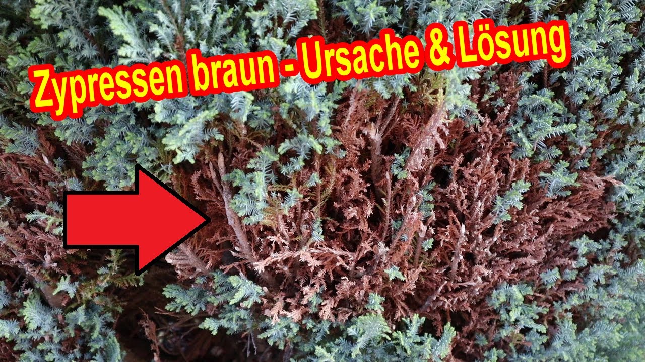 Scheinzypresse braune Stellen - Was tun [ URSACHE & LSUNG ] Zypresse  braune Nadeln