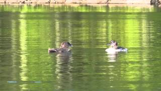 NH Loon Twins 8-28-2015 HD 51 & 52 days old