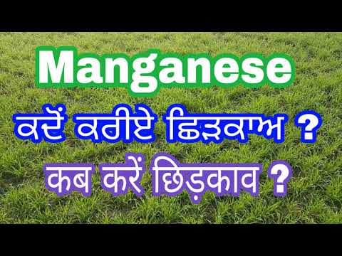 ਮੈਂਗਨੀਜ਼ ਦਾ ਮਹੱਤਵ, ਘਾਟ ਦੀਆਂ ਦੀਆਂ ਨਿਸ਼ਾਨੀਆਂ ਤੇ ਪੂਰਤੀ #Manganese Importance, Deficiency & Fulfillment