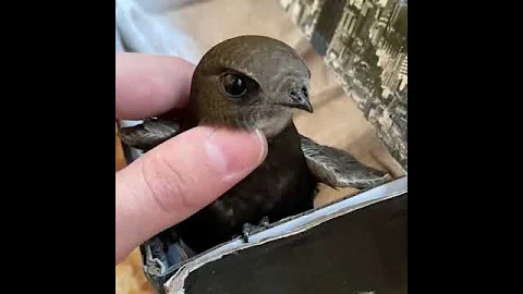 Swift never sits on the ground./Стриж никогда не садится на землю.