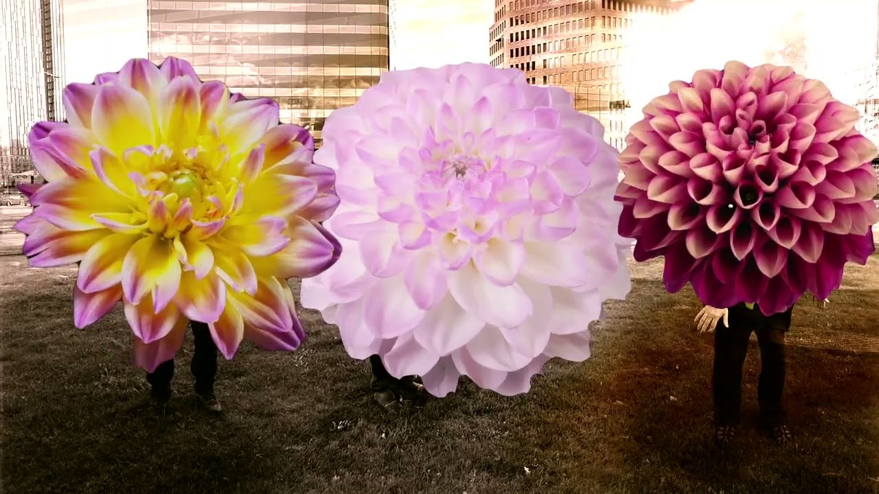 Twice A Man - Dahlia [Official Music Video]