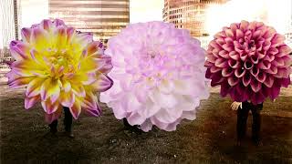 Twice A Man - Dahlia Official Music Video